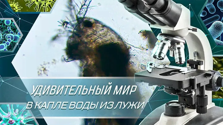 Удивительный мир в капле воды из лужи под микроскопом. Микробы и бактерии под микроскопом.