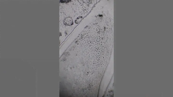 Лёд под микроскопом | Ice under Microscope