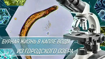 БУРНАЯ ЖИЗНЬ В КАПЛЕ ВОДЫ ИЗ ГОРОДСКОГО ОЗЕРА ПОД МИКРОСКОПОМ
