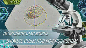 РАЗНООБРАЗНАЯ ЖИЗНЬ В КАПЛЕ ВОДЫ ПОД МИКРОСКОПОМ ИЗ ОЗЕРА
