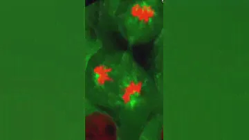 Kidney cell mitosis under fluorescent microscope. (footage credit fb.com/sciencenaturepage)